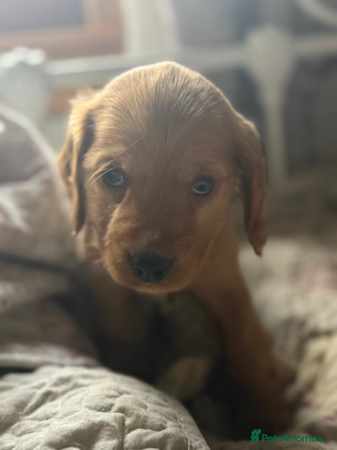 Cocker Spaniel dogs for sale: Beautiful puppies  - Advert 6