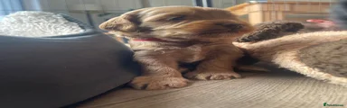 Cockapoo Puppy 1