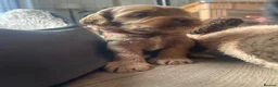 Cockapoo dogs for sale: Cockapoo puppies - Advert 1