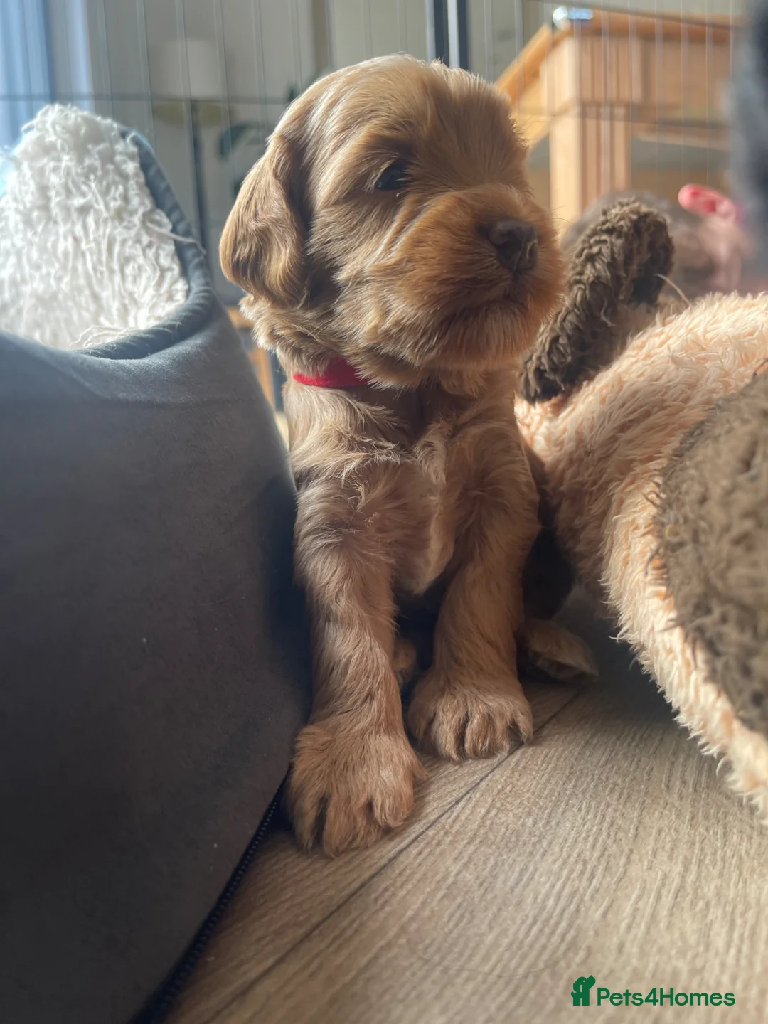 Cockapoo dogs for sale: Cockapoo puppies - Advert 1