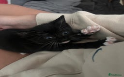 Mixed Breed cats for sale: 2 adorable boys READY TO GO - Image 12