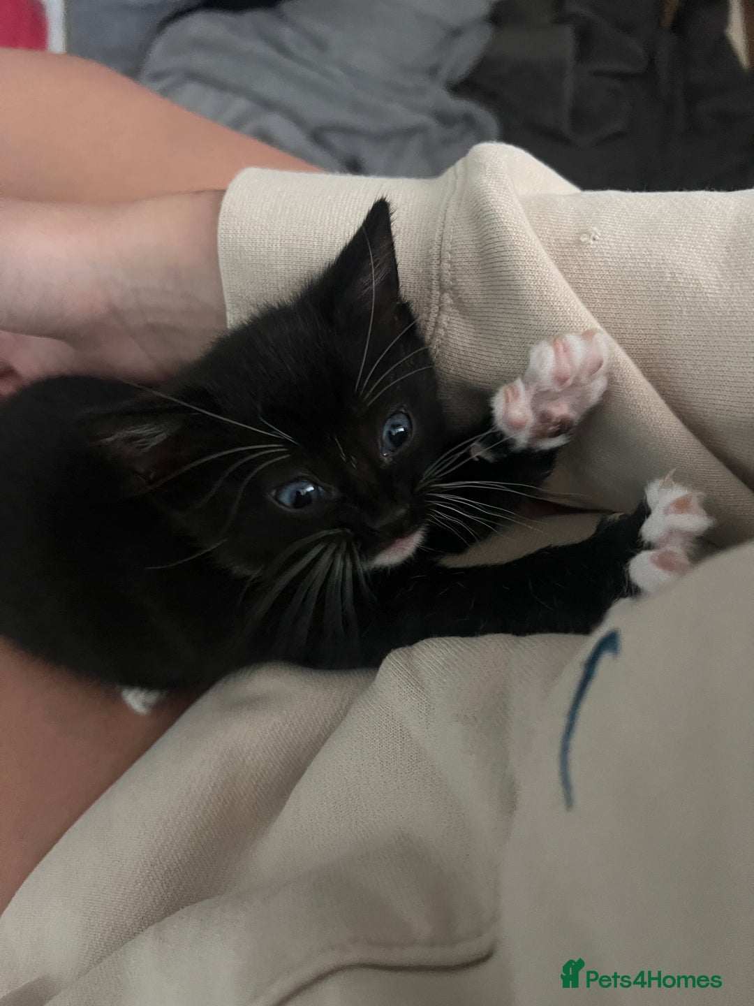 Mixed Breed cats for sale: 2 adorable boys READY TO GO - Image 12