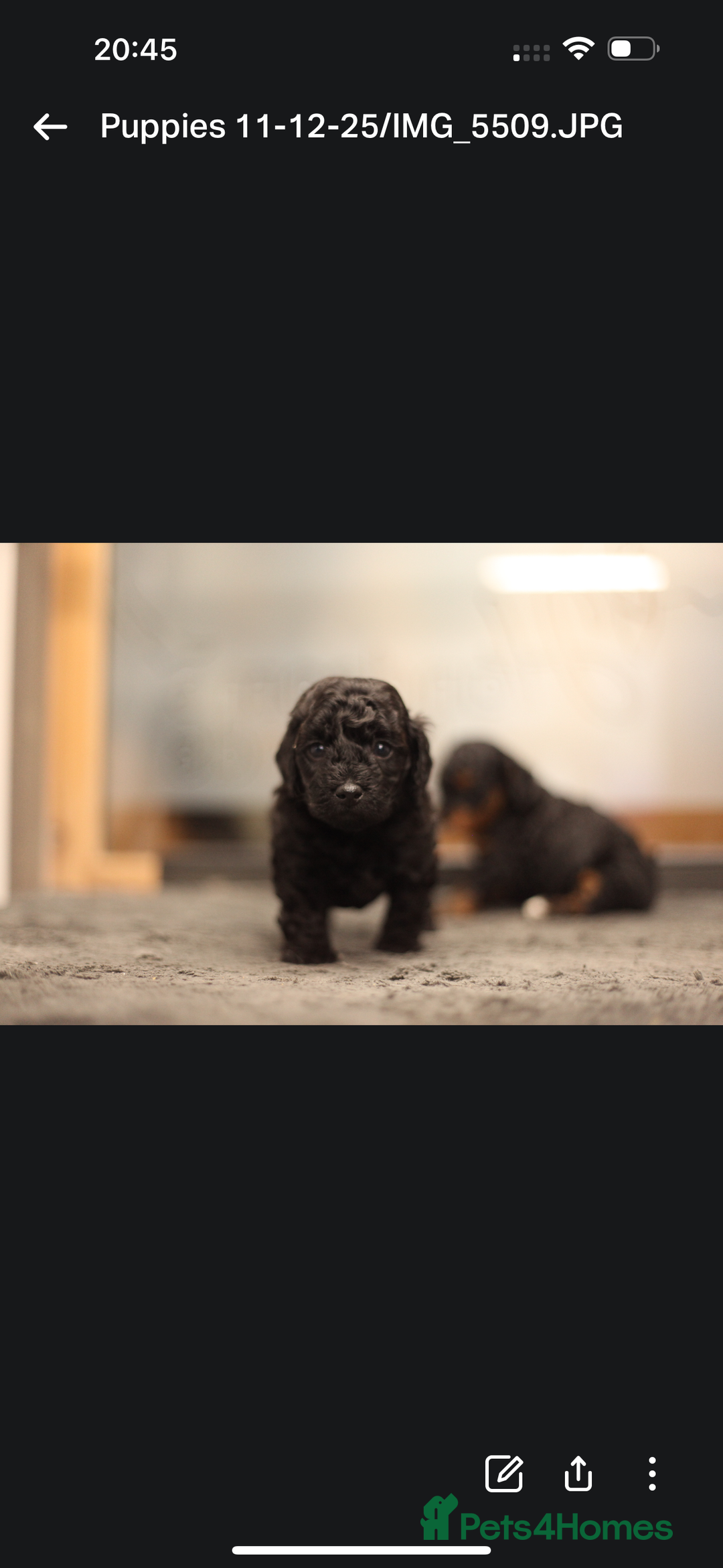 Poochon dogs for sale: Beautiful Poochon Pups Home Bred second litter - Advert 17