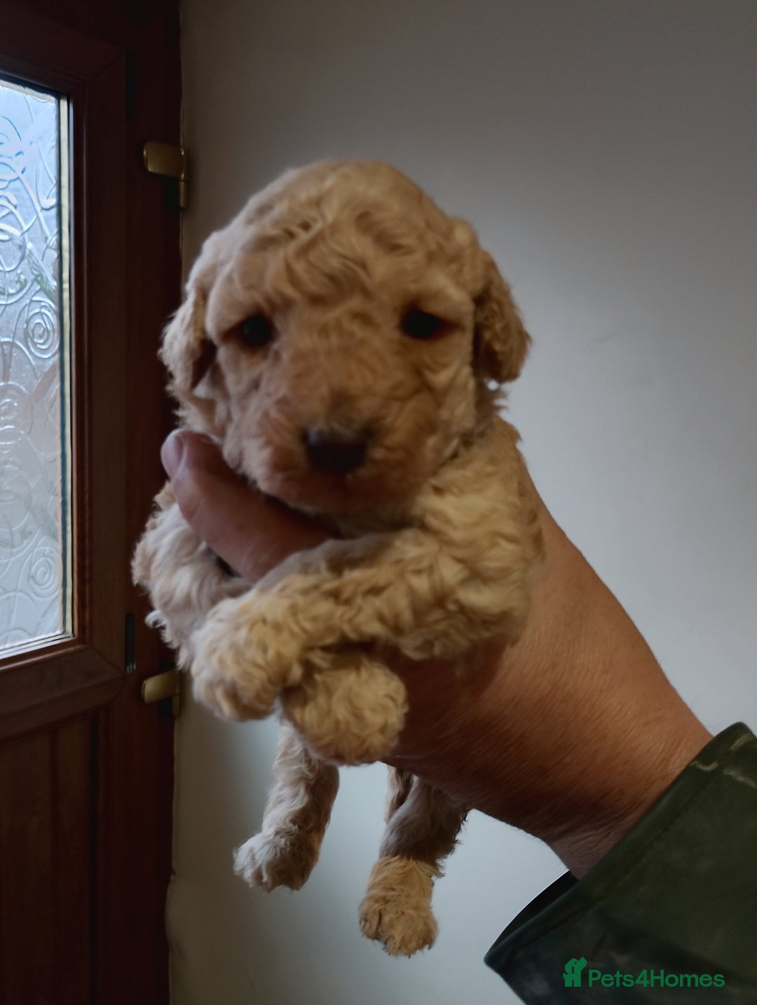 Cockapoo dogs for sale: Cockapoo puppies  - Advert 8