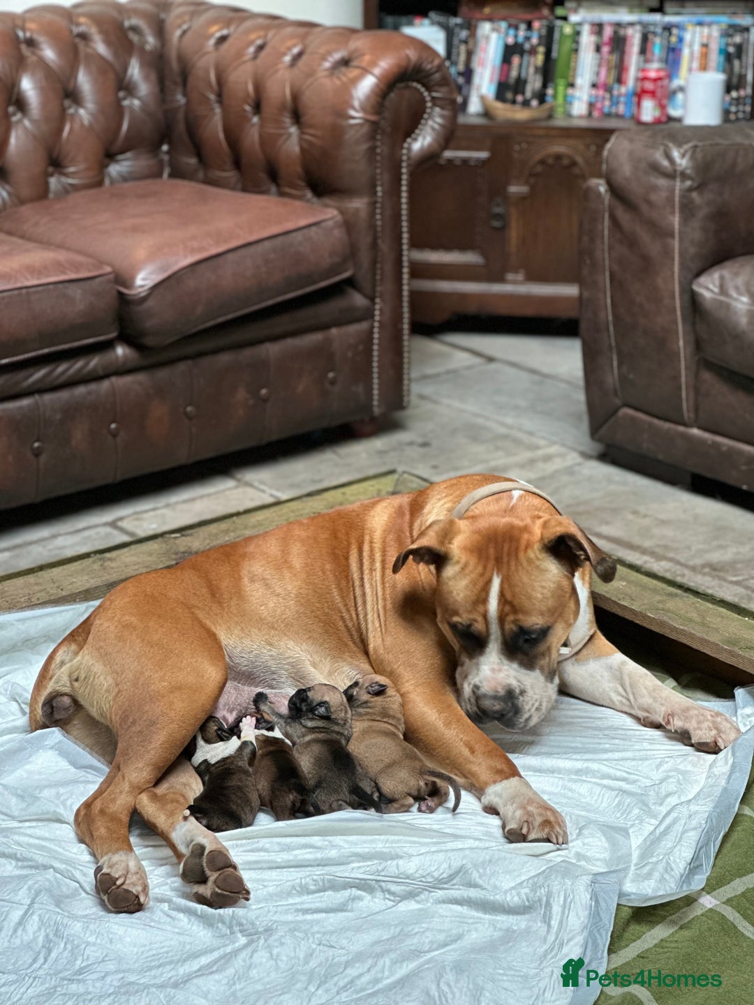 Boerboel dogs for sale: Outstanding Boerboel puppies - Image 9