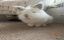 Lionhead rabbits for sale: Lionhead mix make rabbit looking for new home xx - Image 1