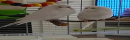 Budgerigars birds for sale: Beautiful male budgie - Advert 1