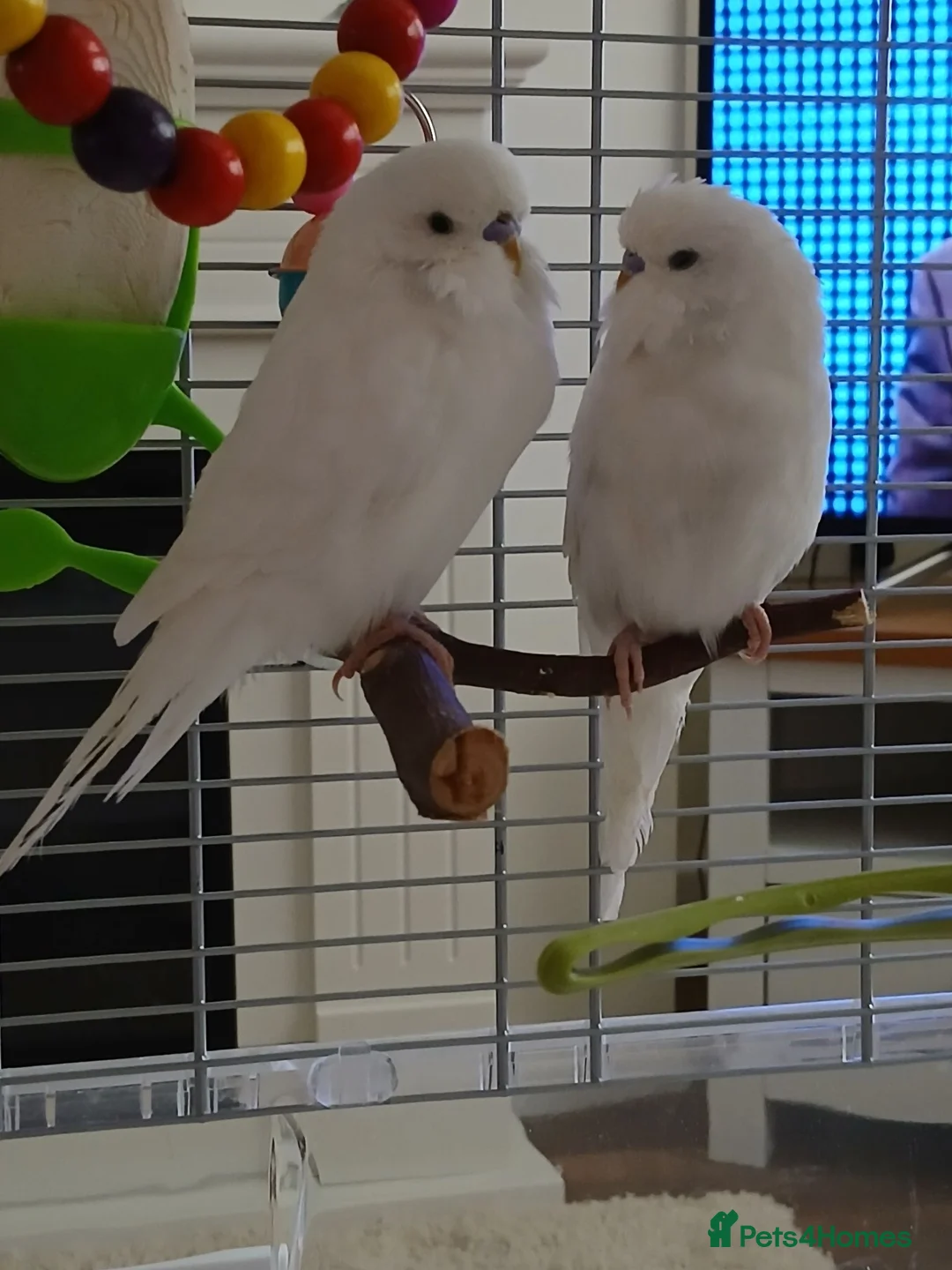 Budgerigars birds for sale: Beautiful male budgie - Advert 1