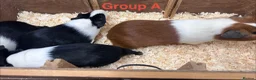 Guinea Pig rodents for sale: Young Male / Boar Dutch Guinea pigs - Advert 4