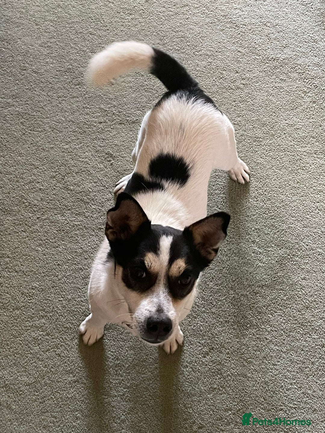 Mixed Breed dogs for adoption: Gorgeous Dylan needs a home! - Image 2