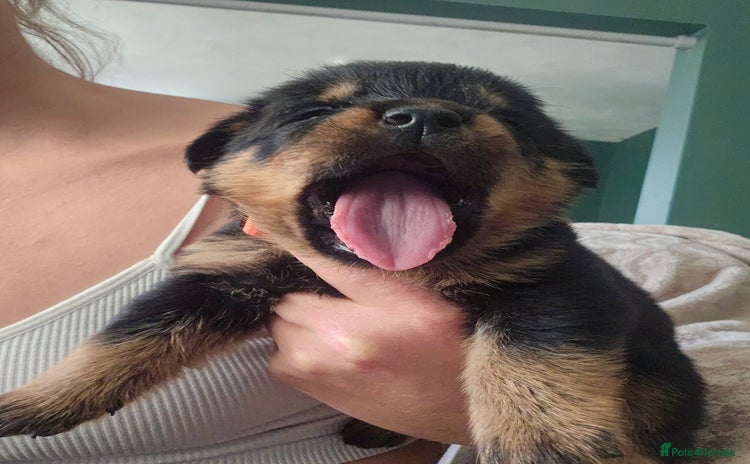 Rottweiler dogs - Advert 1