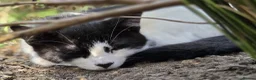 Domestic Shorthair cats for sale: Dynamic Duo Looking for an Outdoor Adventure! in Hook - Advert 7