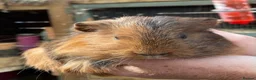 Guinea Pig rodents for sale: Baby guinea pigs  - Advert 15