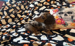 Miniature Dachshund dogs for sale: Adorable Longhaired Miniature Dachshund Puppies - Image 1