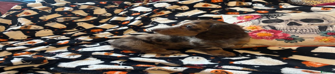 Miniature Dachshund Puppy 2