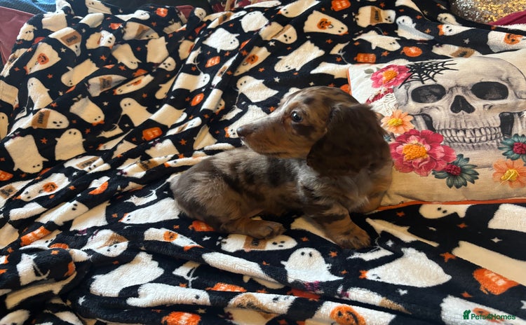 Miniature Dachshund dogs - Advert 1