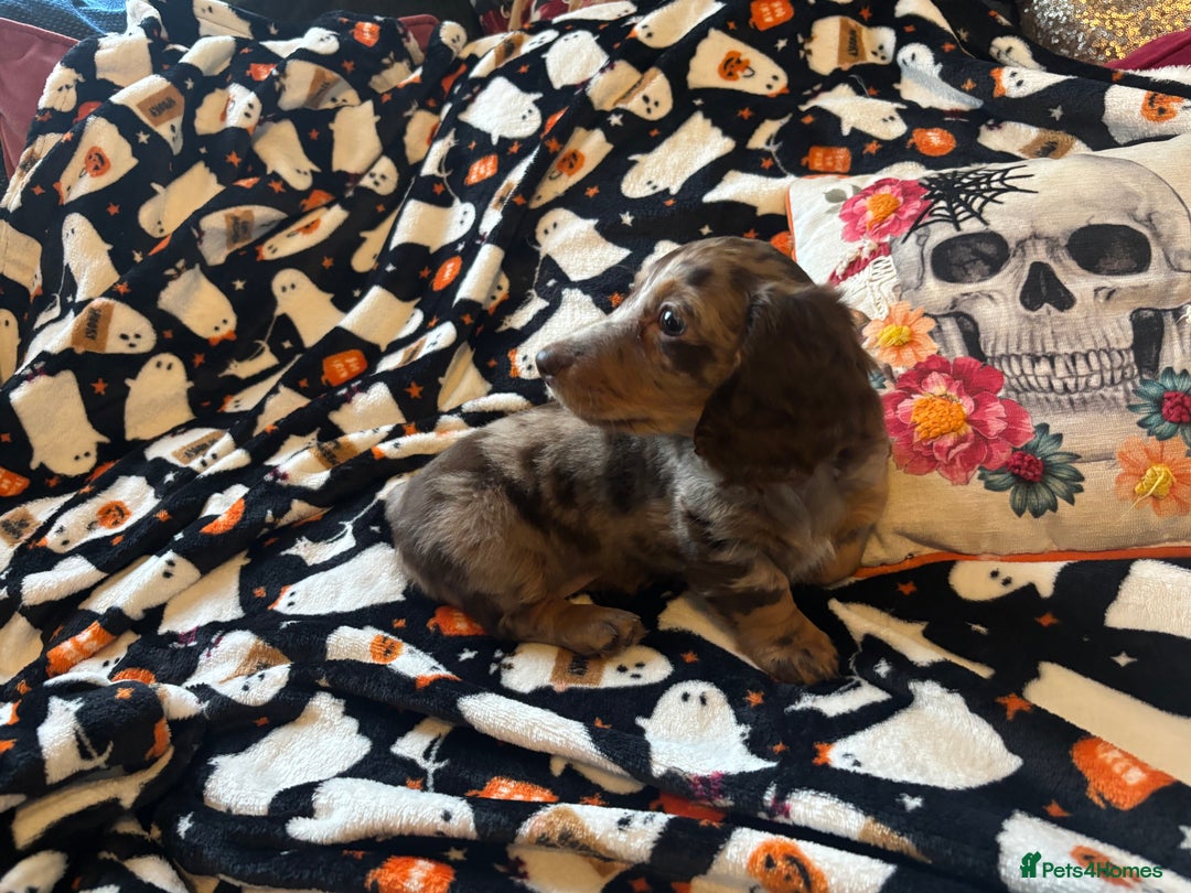 Miniature Dachshund dogs for sale: Adorable Longhaired Miniature Dachshund Puppies - Image 1