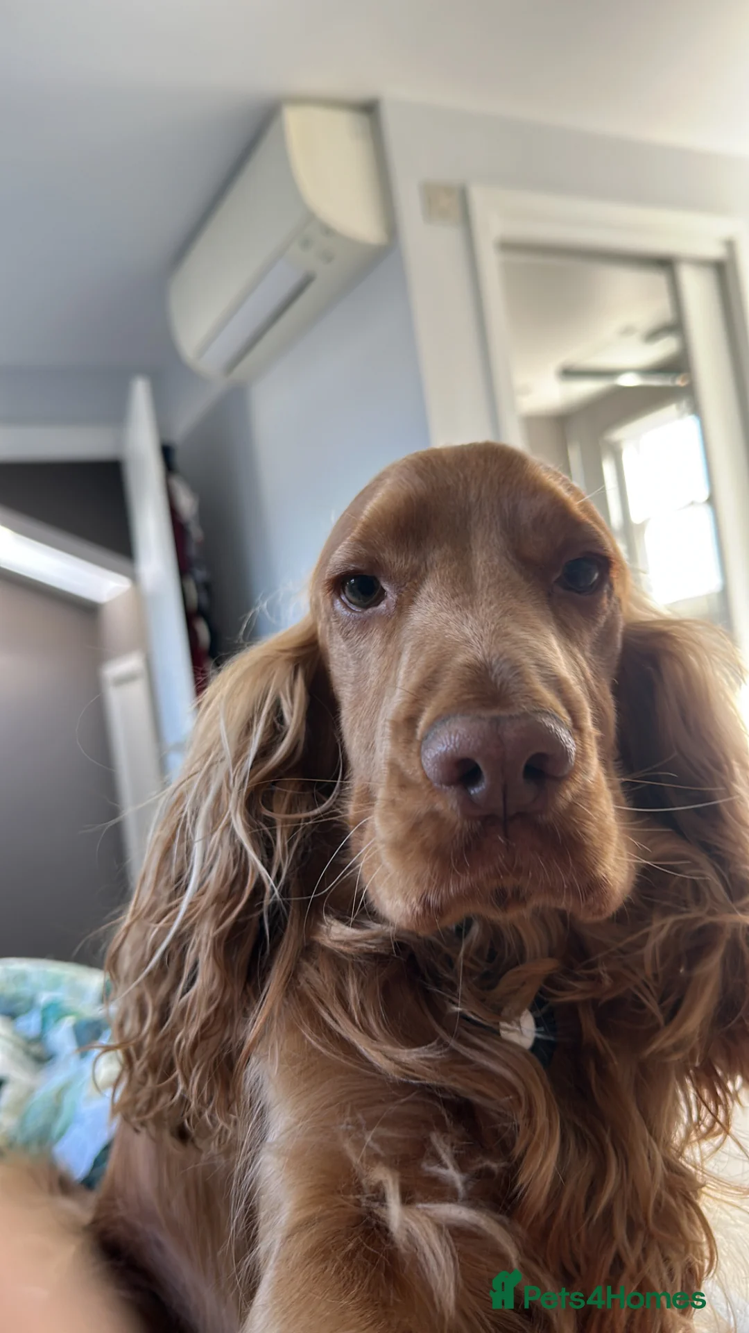 Cocker Spaniel dogs for stud: KC Registered Cocker Spaniel Stud ⭐ Low COI 1.4% - Advert 2