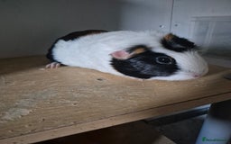 Guinea Pig rodents for sale: Sows for sale xx - Image 2