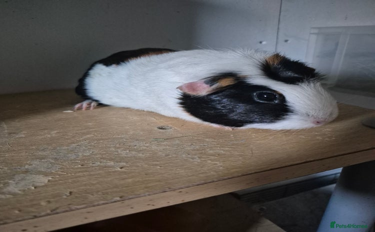 Guinea Pig rodents - Advert 3