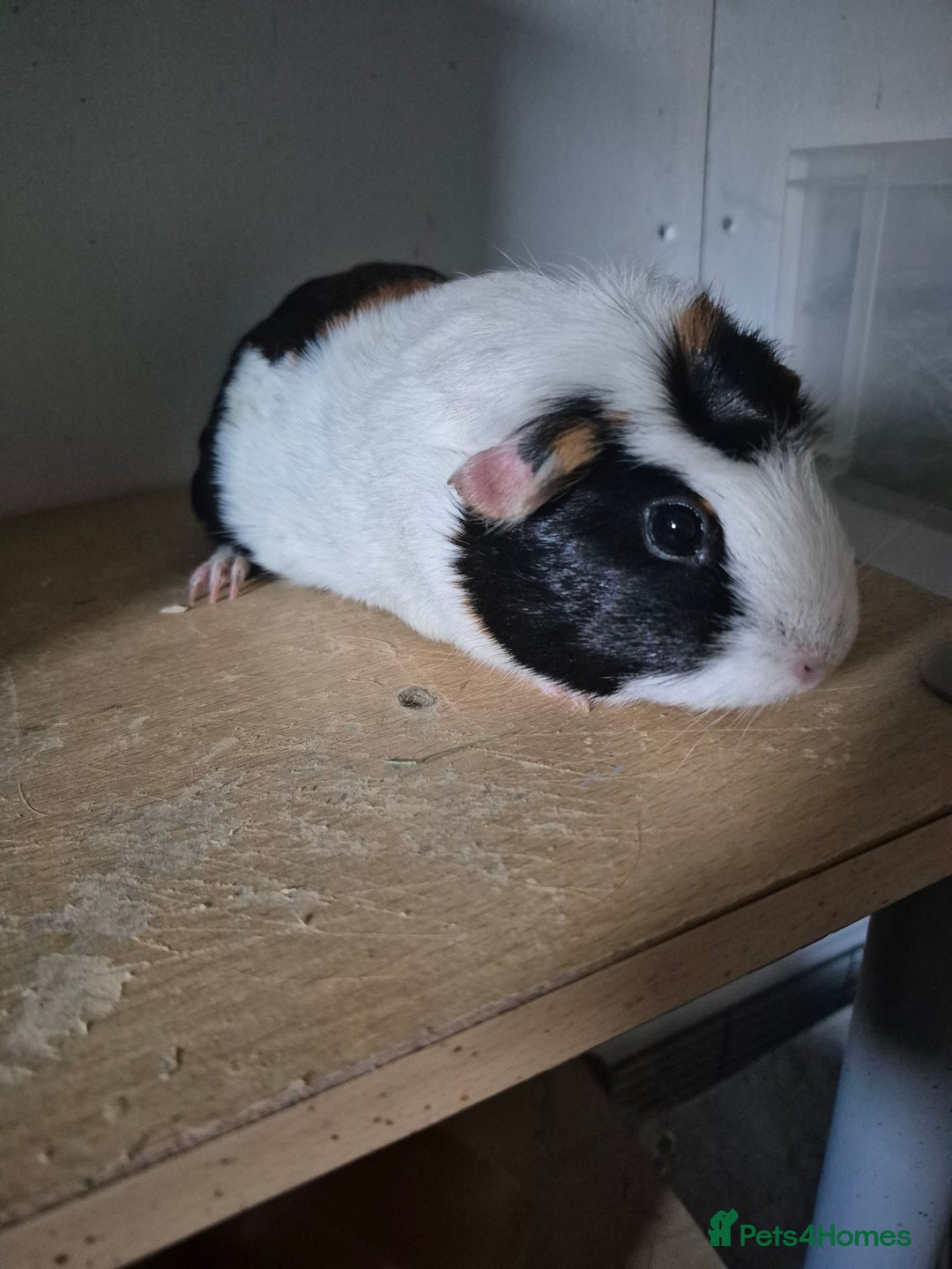 Guinea Pig rodents for sale: Sows for sale xx - Image 2