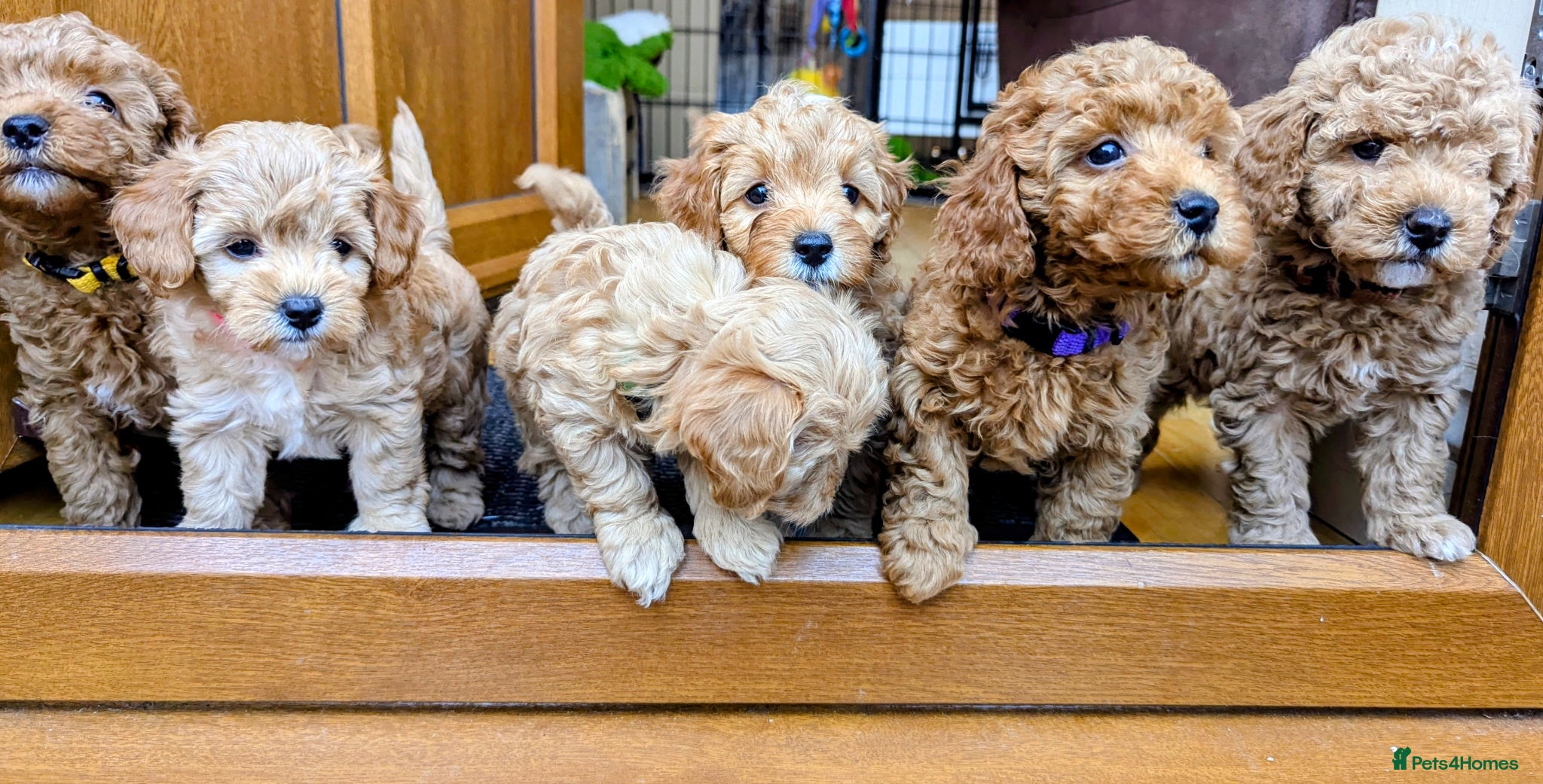 Cavapoo dogs Toy/Small Cavapoo Puppies – Ready Soon 🐾 4💙 2🩷 - Advert 3