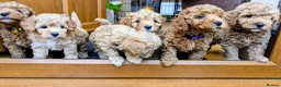 Cavapoo dogs for sale: Toy/Small Cavapoo Puppies – Ready Soon 🐾 4💙 2🩷 - Advert 4