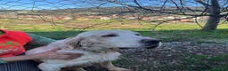 English Setter dogs for adoption: Cholo in Tonypandy - Advert 2