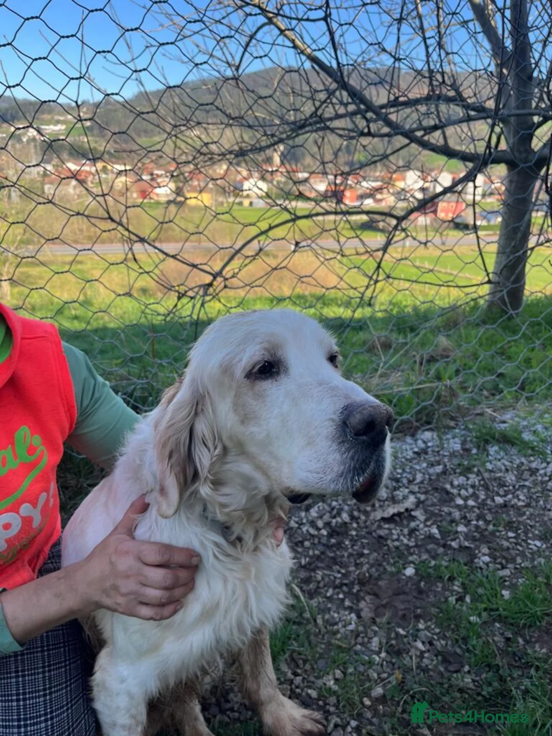 English Setter dogs for adoption: Cholo in Tonypandy - Advert 2