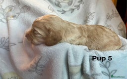 Cockapoo dogs for sale: Adorable Cocker Spaniel/Cockapoo Puppies - Image 22