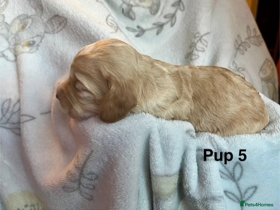 Cockapoo dogs for sale: Adorable Cocker Spaniel/Cockapoo Puppies - Image 22