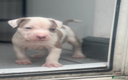 Staffordshire Bull Terrier dogs for sale: Ready now !! - Image 18