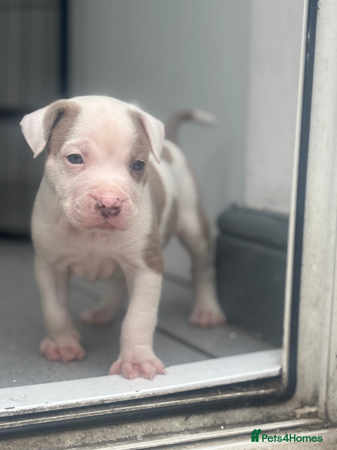 Staffordshire Bull Terrier dogs for sale: Ready now !! - Image 18