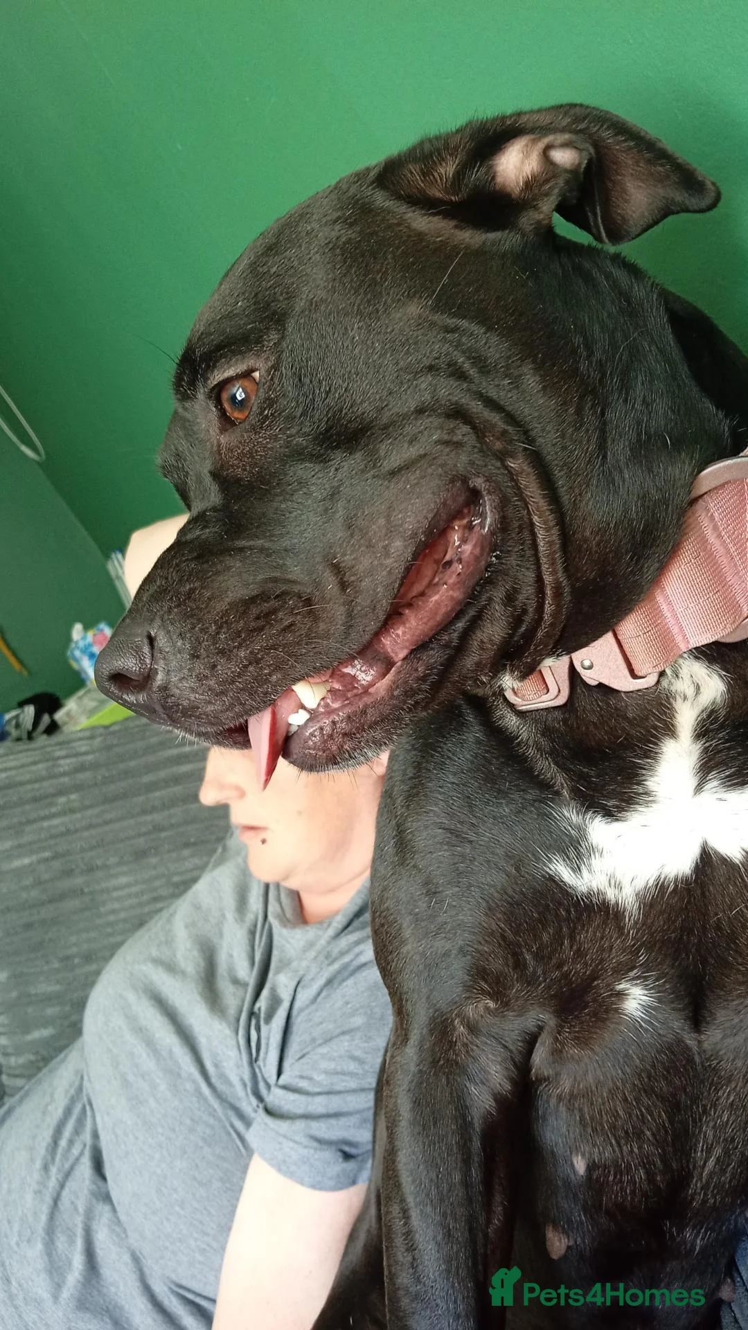 Mixed Breed dogs for sale: Storm - Advert 2