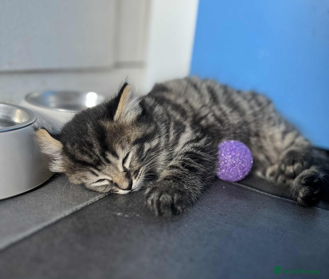 Mixed Breed cats for sale: Beautifull fluffy kittens  - Image 15