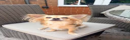 Chihuahua dogs for sale: Chihuahua puppies  in Liverpool - Advert 1