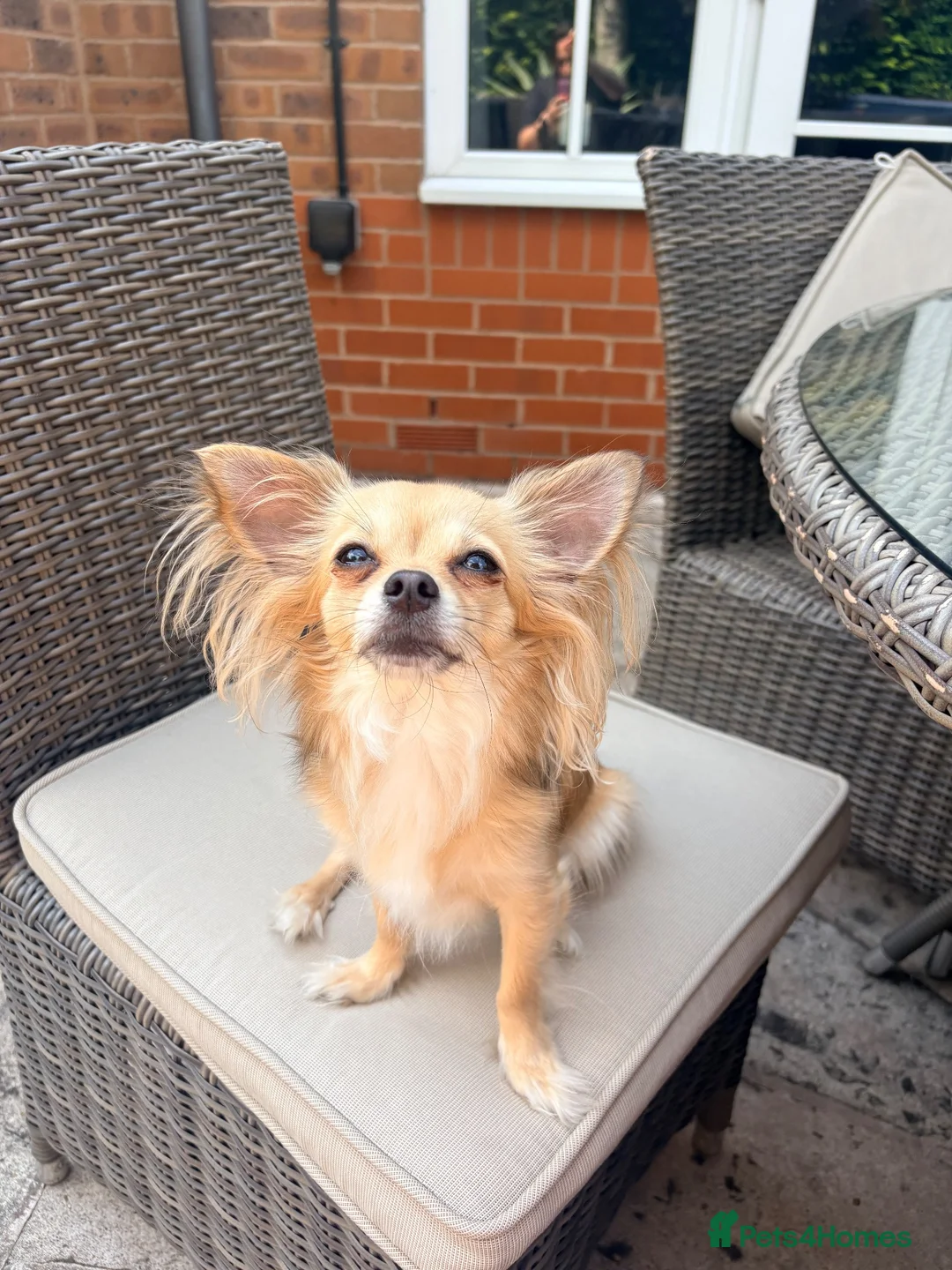 Chihuahua dogs for sale: Chihuahua puppies  in Liverpool - Advert 1