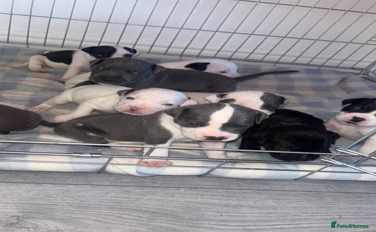 Staffordshire Bull Terrier dogs - Advert 6