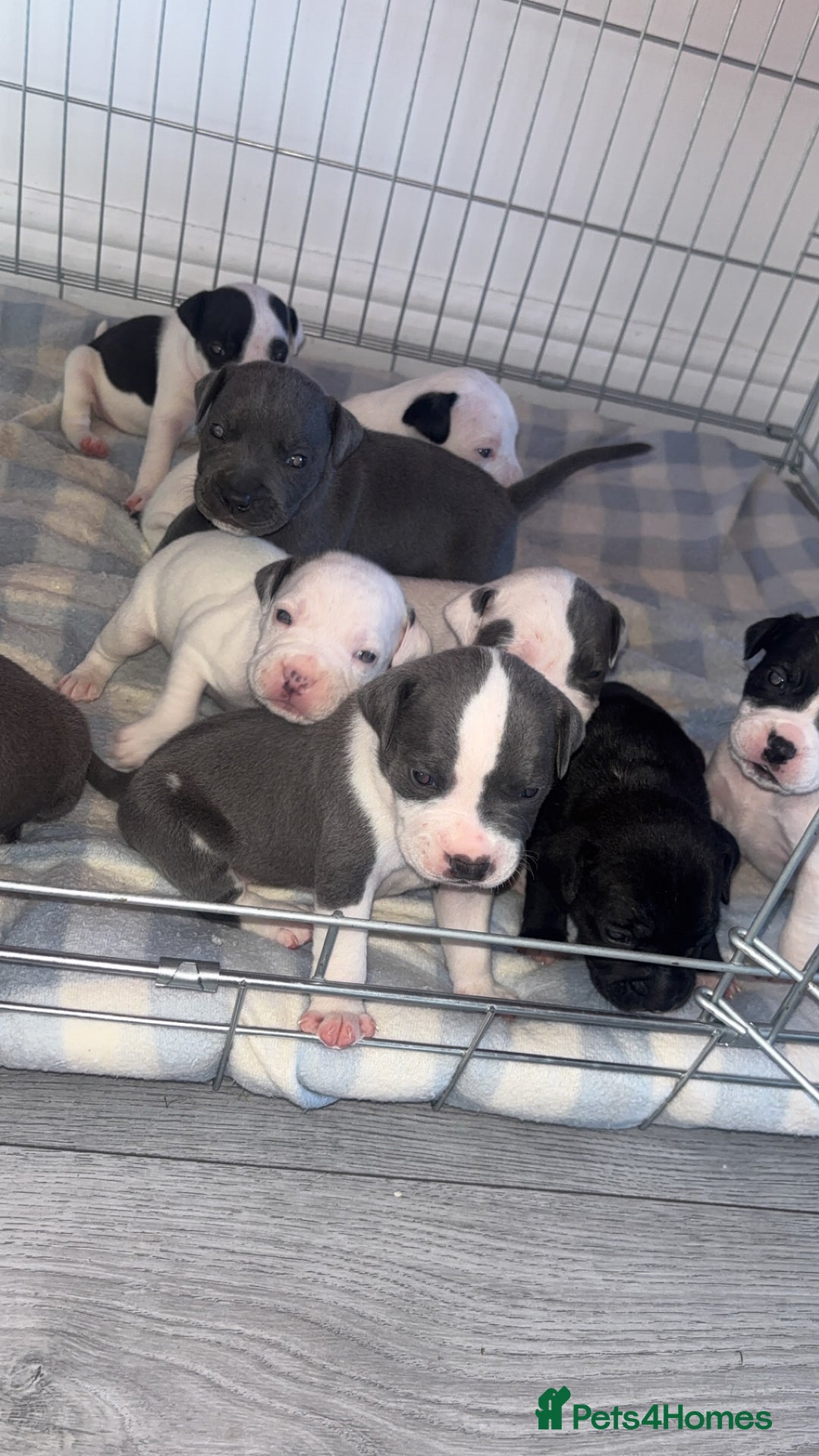 Staffordshire Bull Terrier dogs for sale: Staffordshire bull terriers  - Image 1