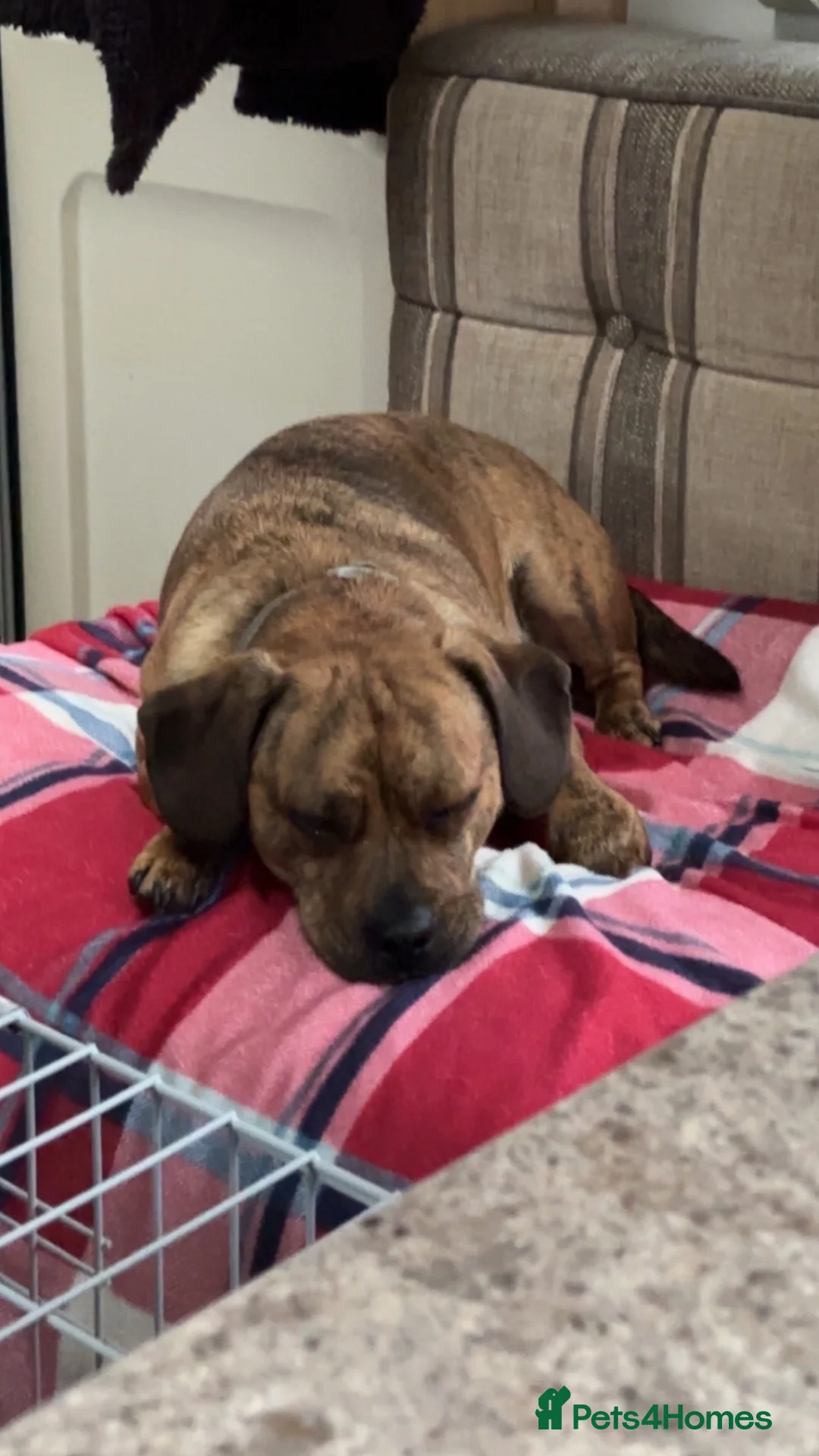 Mixed Breed dogs for sale: Dashhound cross  in Sheffield - Advert 4