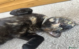 Domestic Shorthair cats for sale: 1yr old tortoiseshell looking for a loving home - Image 5