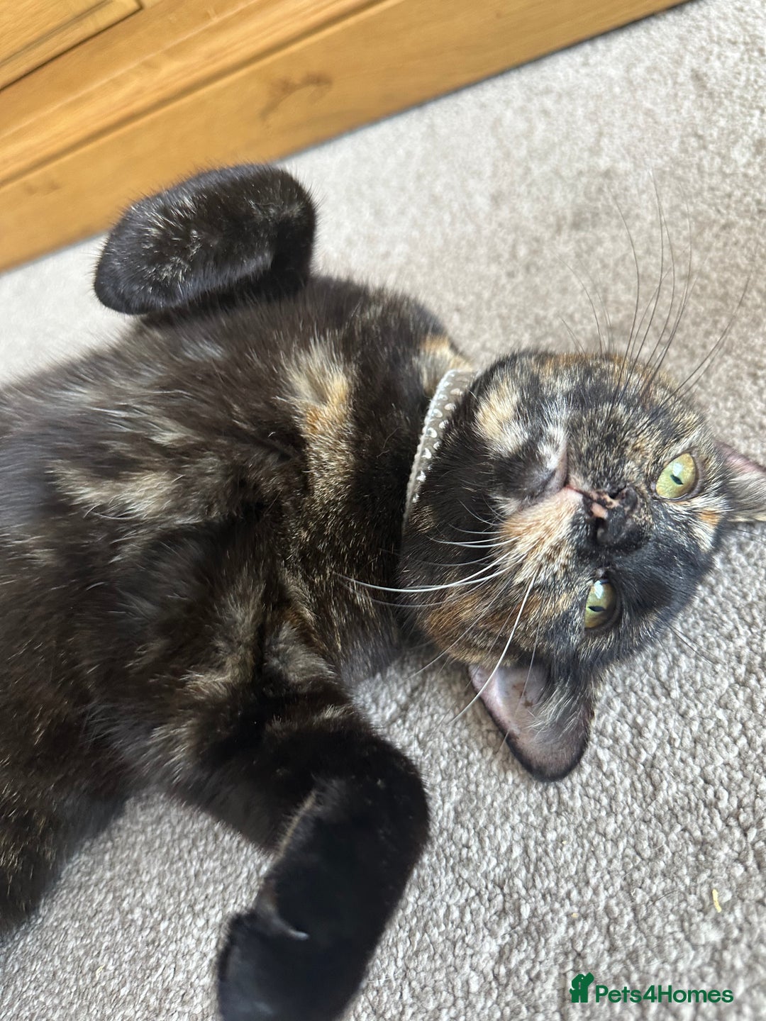Domestic Shorthair cats for sale: 1yr old tortoiseshell looking for a loving home - Image 5