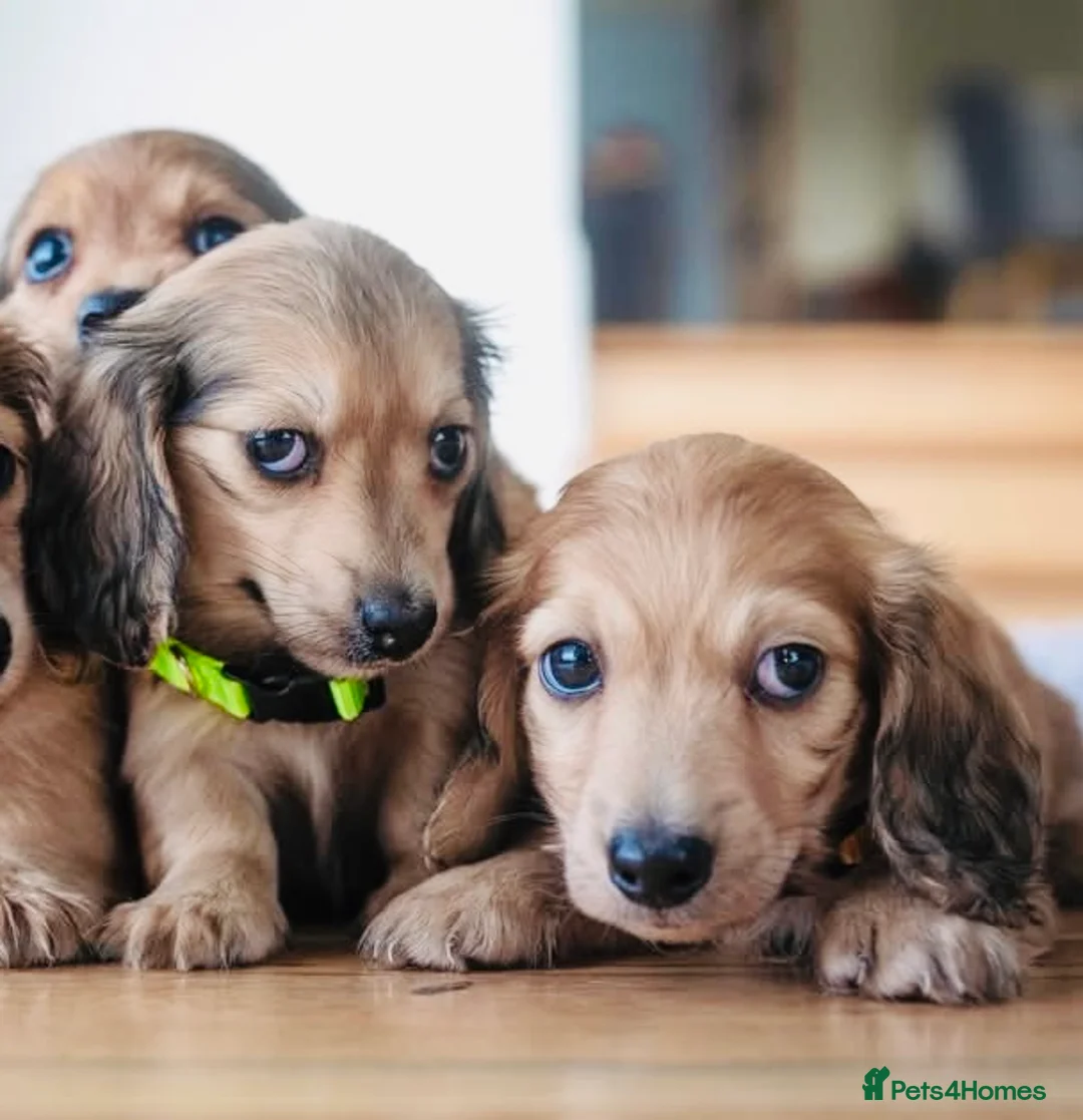 Miniature Dachshund dogs for sale: Dachshund miniature longhaired - Advert 3