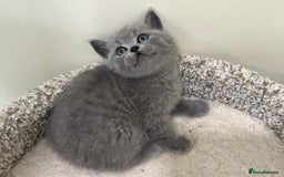 British Shorthair cats for sale: Gorgeous BSH Kittens  - Image 2