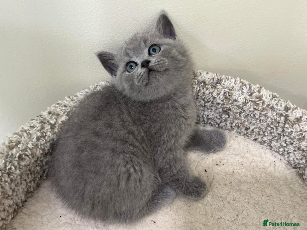 British Shorthair cats for sale: Gorgeous BSH Kittens  - Image 2
