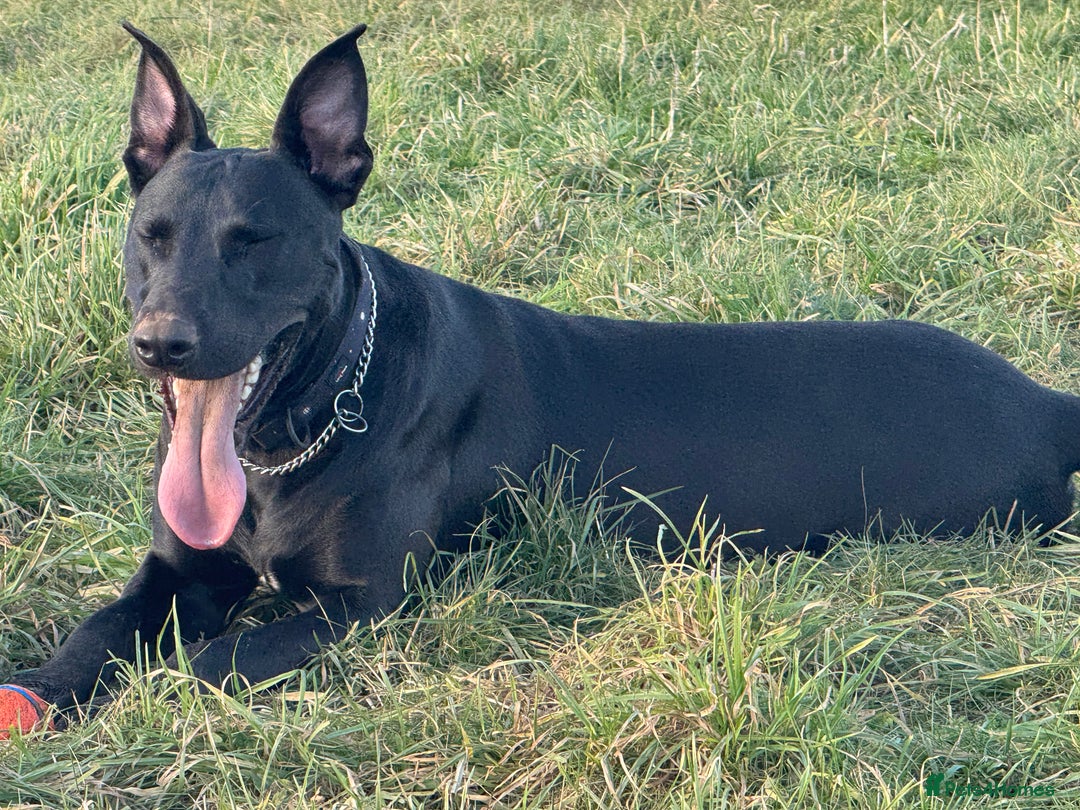 Mixed Breed dogs for sale: German shepherd cross staff  - Advert 3