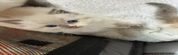 Ragdoll cats for sale: Beautiful Ragdoll💙3 Blue Bi-Colour & 2 Blue Point - Advert 6