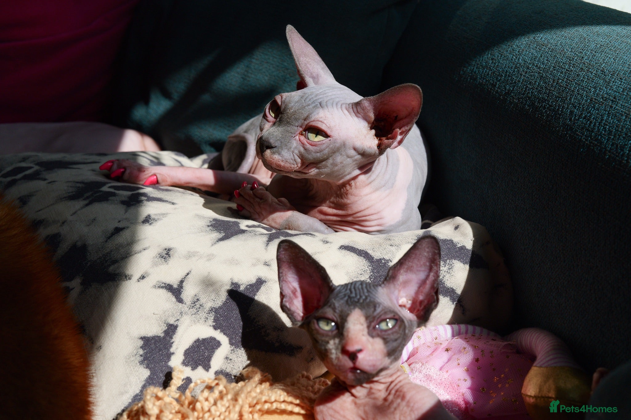 Sphynx cats Sphynx Kittens - Advert 2