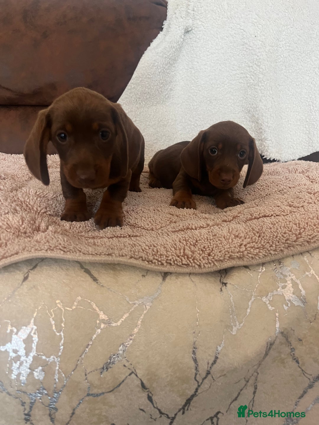Miniature Dachshund dogs for sale: Miniature Choc & Tan Dachshund Puppies! - Image 4