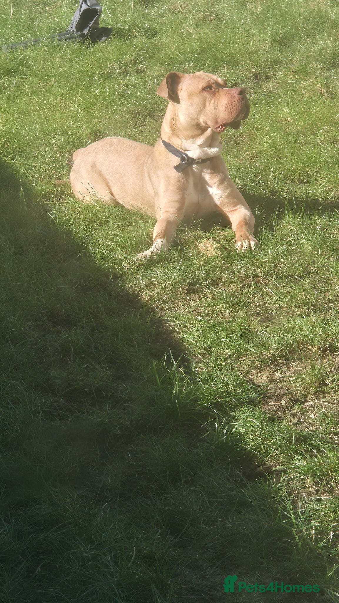 Mixed Breed dogs Konan - Advert 15